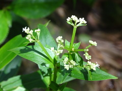 Hedyotis acutangula