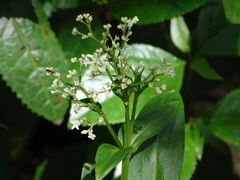 Hedyotis acutangula