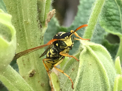 Polistes dominula
