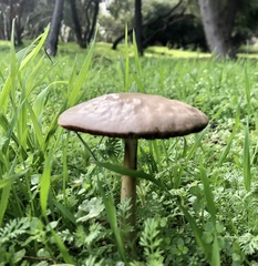 Volvopluteus gloiocephalus