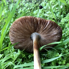 Volvopluteus gloiocephalus