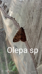 Olepa schleini