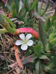 Geranium incanum