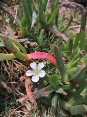 Geranium incanum