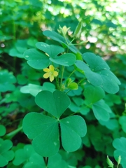 Oxalis stricta