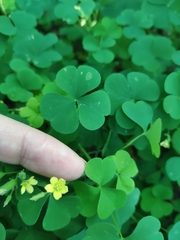 Oxalis stricta