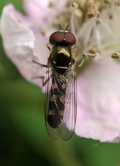 Platycheirus scutatus