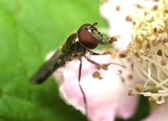 Platycheirus scutatus