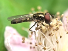 Platycheirus scutatus