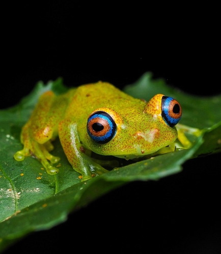 Green Bright-eyed Frog, Boophis viridis