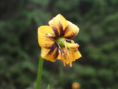 Lilium bosniacum