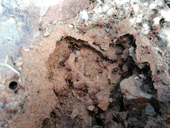 Crematogaster melanogaster