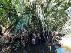 Nypa fruticans