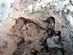 Crematogaster melanogaster