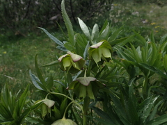 Helleborus multifidus
