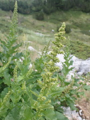 Blitum