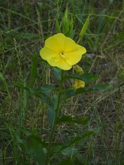 Oenothera oehlkersi
