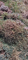 Acantholimon libanoticum