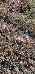 Acantholimon libanoticum