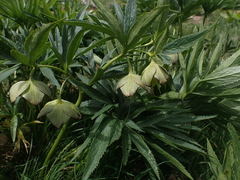 Helleborus multifidus