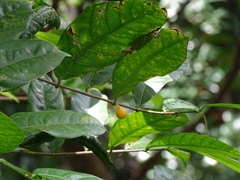 Ficus tinctoria gibbosa