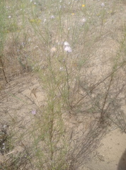 Centaurea breviceps