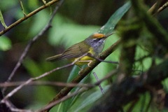 Phyllergates cucullatus