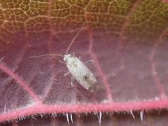 Compsidolon salicellum