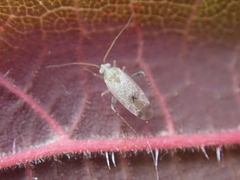 Compsidolon salicellum