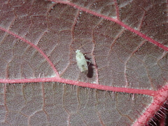 Compsidolon salicellum