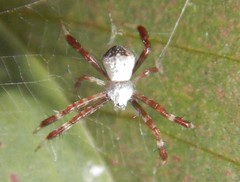 Argiope kochi