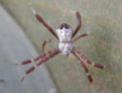 Argiope kochi