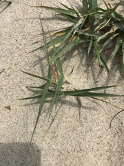 Paspalum vaginatum