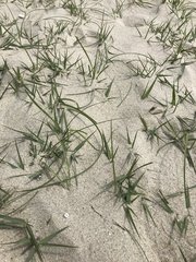 Paspalum vaginatum