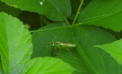Rhogogaster chlorosoma