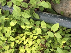 Persicaria chinensis