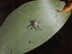 Argiope kochi