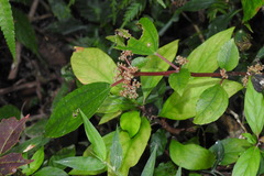 Pilea somae