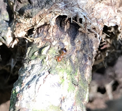 亮胸举腹蚁Crematogaster egidyi