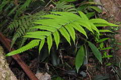 Christella jaculosa