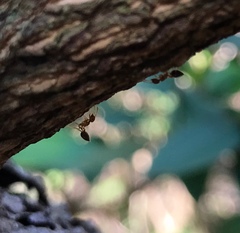 Crematogaster egidyi