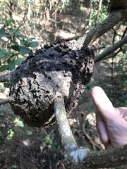 Crematogaster egidyi