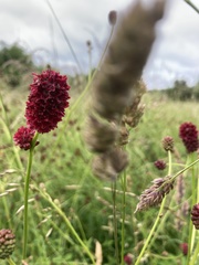 Sanguisorba officinalis