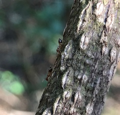 Crematogaster egidyi