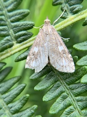 Udea olivalis