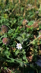Euphrasia wettsteinii