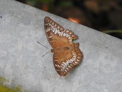 Euthalia monina monina