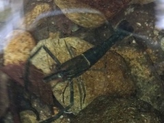 Macrobrachium laevis