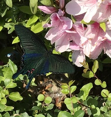 Papilio dialis