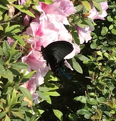 Papilio dialis